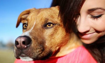 DogHero – Viaje tranquilo, encontre o melhor lar para seu cão